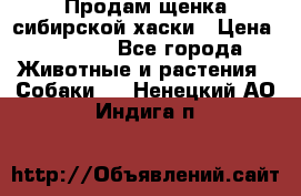 Продам щенка сибирской хаски › Цена ­ 8 000 - Все города Животные и растения » Собаки   . Ненецкий АО,Индига п.